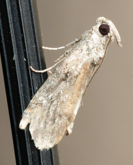 Pococera