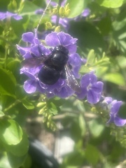 Xylocopa micans