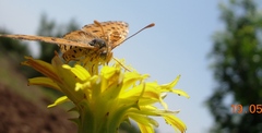 Melitaea didyma