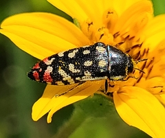 Acmaeodera disjuncta
