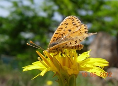 Melitaea didyma