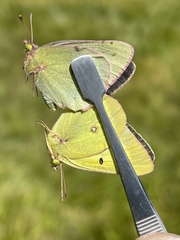 Colias philodice eriphyle