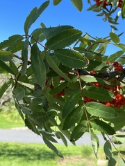 Sorbus decora
