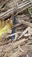 Hemiscolopendra marginata