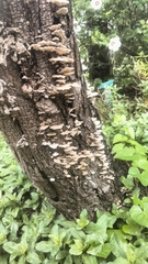 Irpiciporus