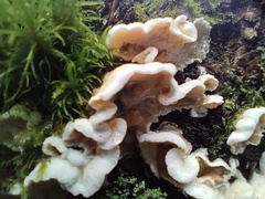 Skeletocutis amorpha