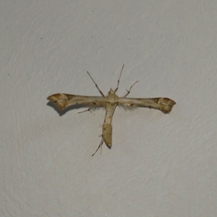 Platyptilia