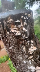 Irpiciporus