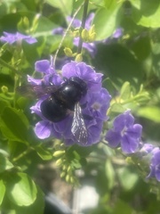 Xylocopa micans