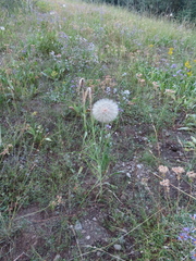Tragopogon