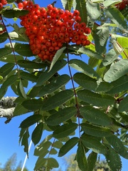 Sorbus decora