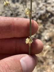 Eriogonum roseum