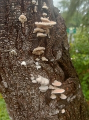 Irpiciporus
