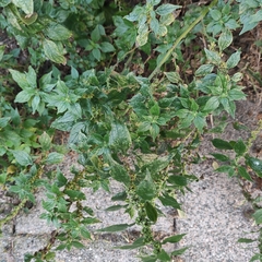 Parietaria judaica