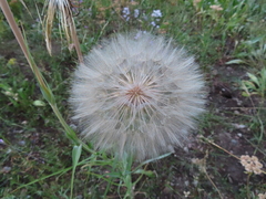 Tragopogon
