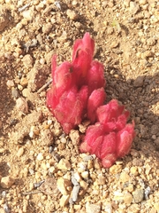 Hyobanche sanguinea