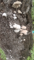 Irpiciporus