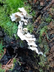 Skeletocutis amorpha