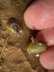 Leptestheria compleximanus