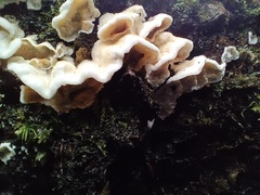 Skeletocutis amorpha