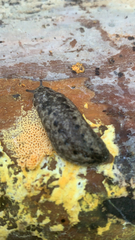 Philomycus carolinianus