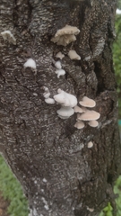 Irpiciporus