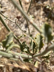 Eriogonum roseum