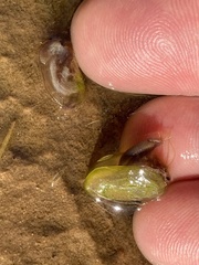 Leptestheria compleximanus