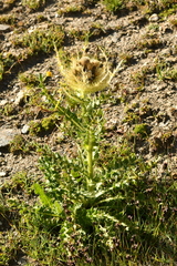 Cirsium spinosissimum