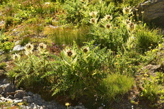Cirsium spinosissimum