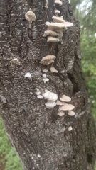 Irpiciporus