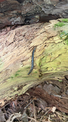 Hemiscolopendra marginata
