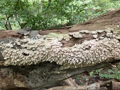 Xylobolus frustulatus