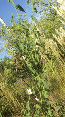 Kosteletzkya depressa