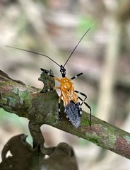 Harpactorini