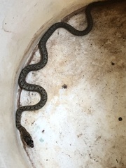 Masticophis flagellum testaceus