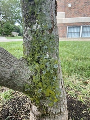 Hyperphyscia syncolla