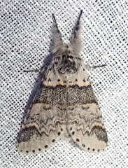 Furcula occidentalis