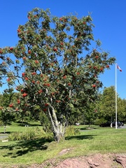Sorbus decora