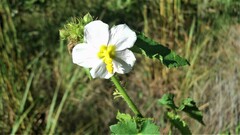 Kosteletzkya depressa