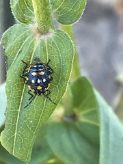 Murgantia histrionica