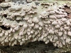 Xylobolus frustulatus