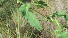 Kosteletzkya depressa