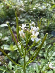 Cardamine bellidifolia