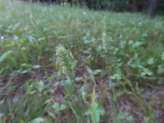 Phleum pratense