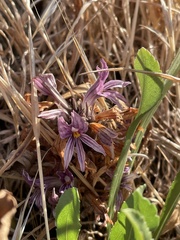 Aphyllon californicum