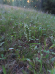 Phleum pratense