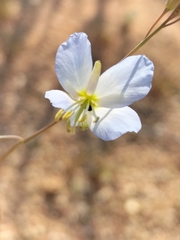 Heliophila
