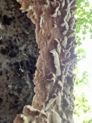 Xylobolus frustulatus