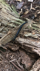 Hemiscolopendra marginata